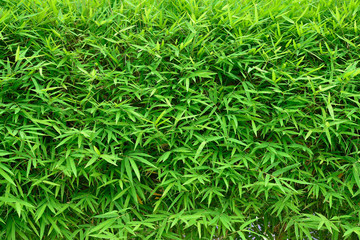 bamboo leaves background, green environment