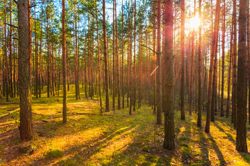Sunset In Spring Forest