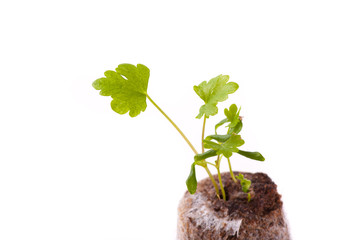Young sprout in peat tablet, celery plant
