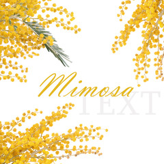 Yellow mimosa  isolated on white background