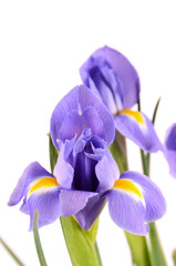 Blue irises isolated on white background