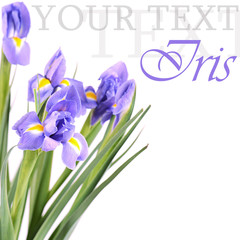 Blue irises isolated on white background