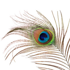 Fototapeta premium Beautiful feather of a peacock isolated on white