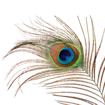 Fototapeta Beautiful feather of a peacock isolated on white