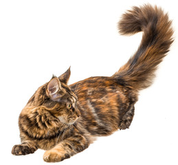 Young cat