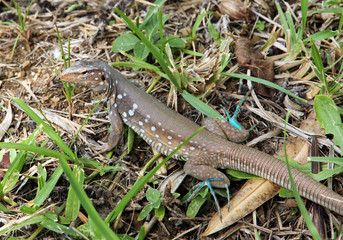 A lizard in Bonaire