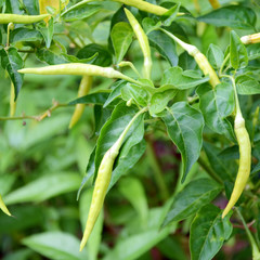 Chilli tree.