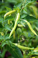 Fototapeta premium Chilli tree.