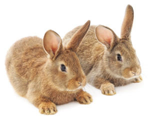 Rabbits