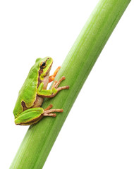 frog sitting on a leaf