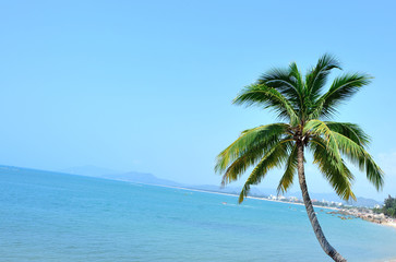 Fototapeta na wymiar nice palm tree with fruits in the blue sunny sky 