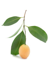 Tropical Thai Fruit. Maprang, Marian plum, Gandaria, Plum mango.