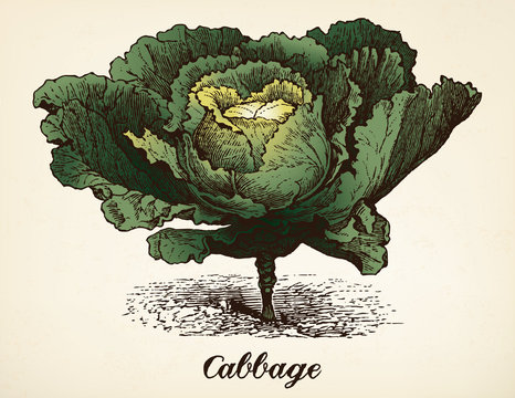 Cabbage vintage illustration vector