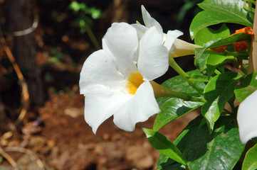 White flower