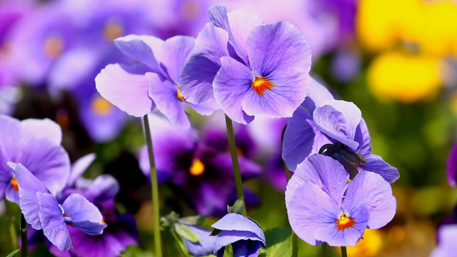 Viola flowers  in the summer garden