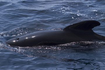 Fototapeta premium Pilot whale