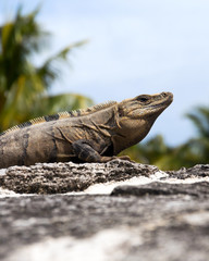 Mexican Iguana