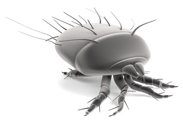 realistic 3d render of mite
