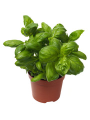 Basil herb on white