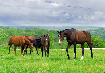 Obraz premium horse on meadow