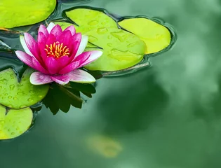 Gartenposter Wasserlilien Rosa Seerose