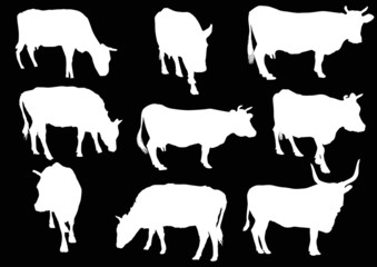 nine cows silhouettes isolated on black