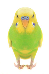 budgie