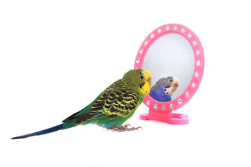 budgie