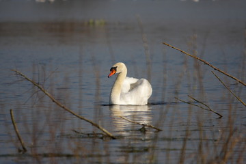 Cygne tuberculé (cygnus olor)