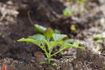 A new live is coming in organic farm