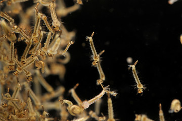 Mosquito's larva in water.