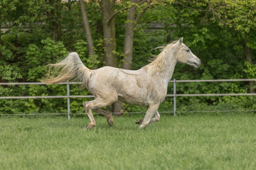 Araber auf der Weide