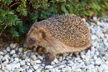 Adult hedgehog in daylight