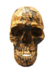 Reconstructed fossil skull of Homo Sapiens