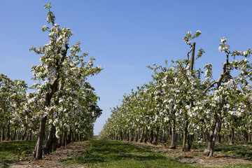 Orchard with fruit trees in blossom