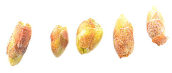 black currant buds