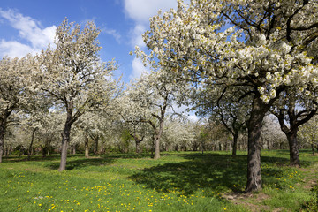 Orchard with cherry trees in blossom, Haspengouw, Belgium