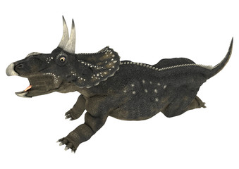 Fototapeta premium Dinosaur Diceratops
