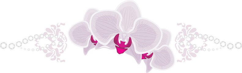 Orchid flowers isolated on the white