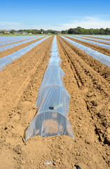 Campo con file di serre a protezione delle piante