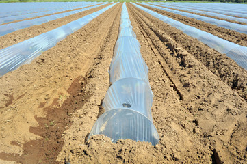 Campo con file di serre a protezione delle piante