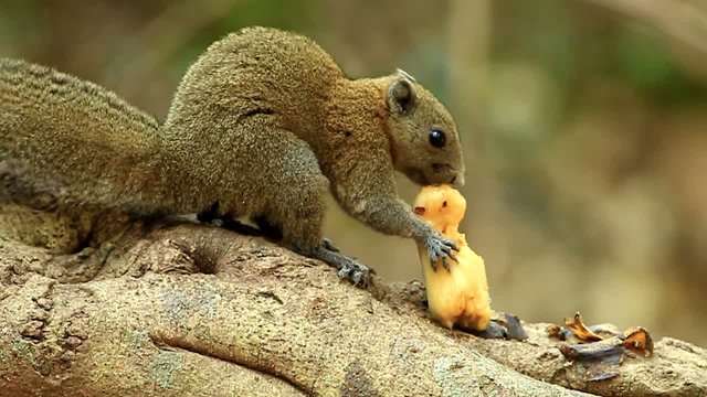 Gray-Bellied Squirrel (Callosciurus caniceps) eating banana
