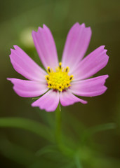 Obraz premium 秋桜