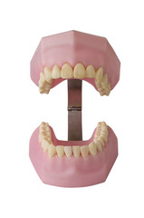 Teeth model