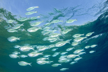 Mackerel Fish in Ocean