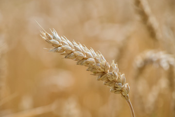 Wheat