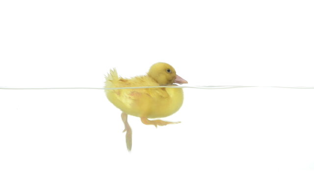 Duckling swimming. There is drops on the glass