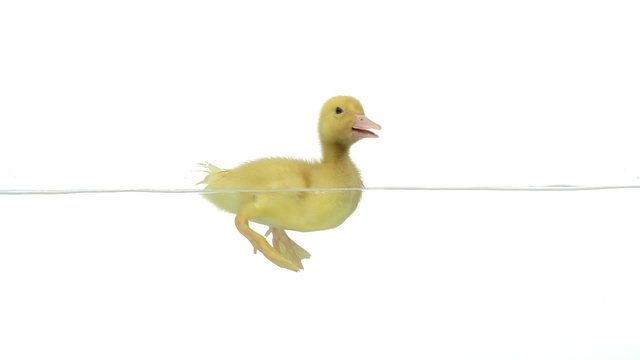 Slow motion of a duckling swimming. There is drops on the glass
