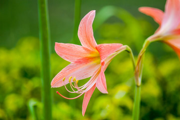 Obraz premium Hippeastrum flower