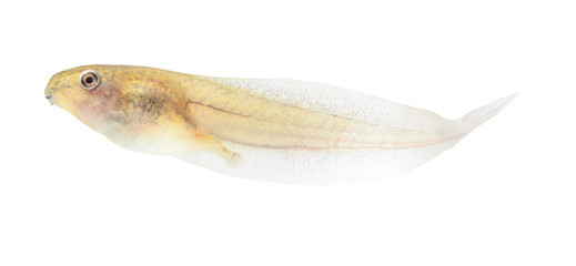 Tadpole in white background.
